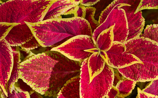 1624765 (a): :2560x1600
